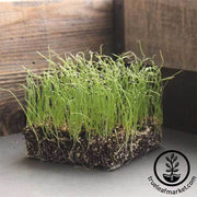 onion-crystal-white-wax-microgreens-seeds