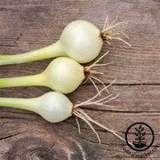 onion-pickling-crystal-white-wax-seeds