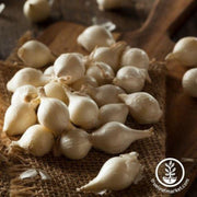 onion-seeds-barletta