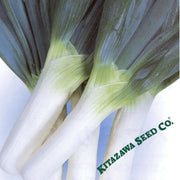 onion-seeds-bunching-shimonita-negi
