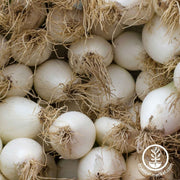 onion-seeds-early-white-grano-prr
