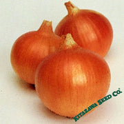 onion-seeds-superex-yellow-hybrid