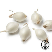 Onion Sets - Snowball White