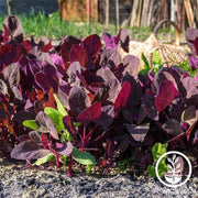 orach-purple-seeds