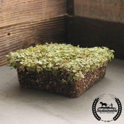 oregano-common-italian-organic-microgreens-seeds