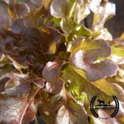 organic-ashley-lettuce-seed