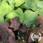 organic-aurora-mountain-spinach