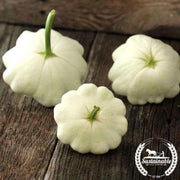 organic-bennings-green-tint-scallop-squash