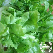 organic-broadleaf-batavian-endive