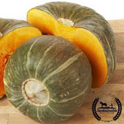 organic-burgess-buttercup-squash-seed
