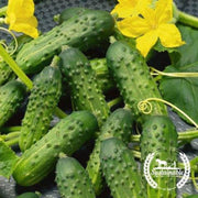 organic-calypso-cucumber-f1