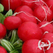 organic-champion-radish