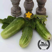 organic-double-yield-cucumber