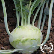 organic-early-white-vienna-kohlrabi