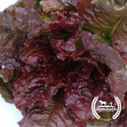 organic-flame-lettuce