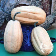 organic-fordhook-acorn-squash-seeds