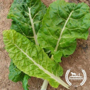 organic-fordhook-giant-chard-seeds