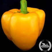 organic-golden-calwonder-pepper-seeds