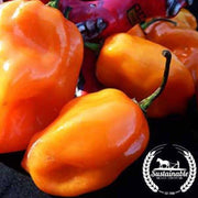 organic-habanero-orange-pepper