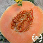 organic-honey-dew-orange-flesh-melon
