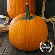 organic-howden-pumpkin