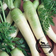 organic-lunar-white-carrot-seeds