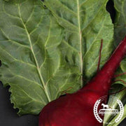 organic-lutz-green-leaf-beet-seeds
