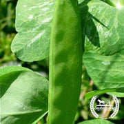 organic-mammoth-melting-sugar-pea