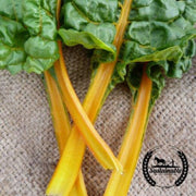 organic-oriole-orange-swiss-chard