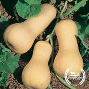 Organic Pilgrim Hybrid Squash Seeds