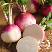 organic-purple-top-white-globe-turnip