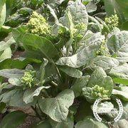 organic-red-aztec-spinach