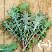 organic-red-russian-kale-seed
