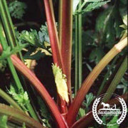 organic-redventure-celery-comp