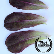 organic-rouge-dhiver-lettuce-seeds