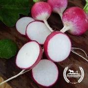organic-sparkler-white-top-radish-seed