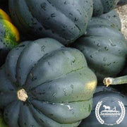 organic-table-king-bush-acorn-squash-seed