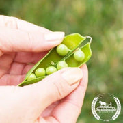 organic-tom-thumb-pea