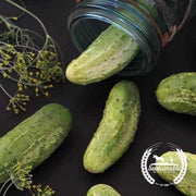 organic-wisconsin-smr-58-pickling-cucumber-seeds