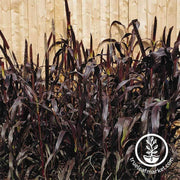 ornamental-millet-purple-majesty-seeds