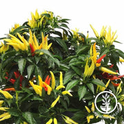 ornamental-pepper-chilly-chili-vegetable-seeds