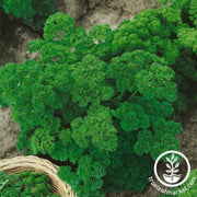 parsley-seeds-double-curled