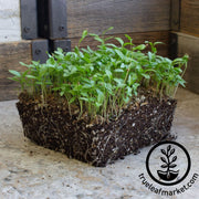 parsley-seeds-plain-or-single-1