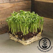 pea-green-arrow-microgreens-seeds