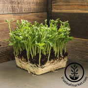 pea-little-marvel-microgreens-seeds
