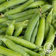 pea-little-marvel-treated