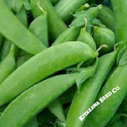 pea-seeds-sugar-snap-taichung-13