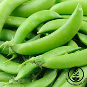 pea-snap-sugar-lace-two-treated