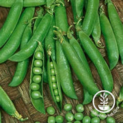pea-snap-sugar-sprint-treated
