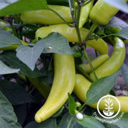 pepper-hot-hungarian-yellow-wax-hot-seeds